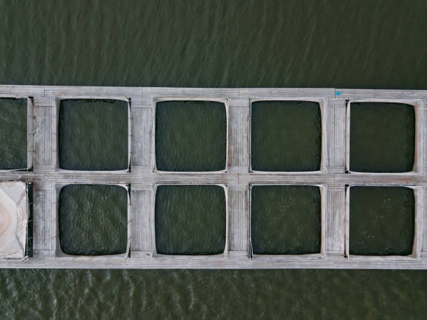 Fish cages in farm for breeding fish, drone top view.