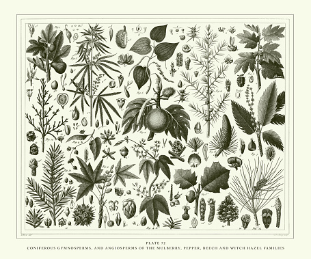 Coniferous Gymnosperms and Angiosperms of the Mulberry, Pepper, Beech and Witch hazel families Engraving Antique Illustration, Published 1851. Source: Original edition from my own archives. Copyright has expired on this artwork. Digitally restored.