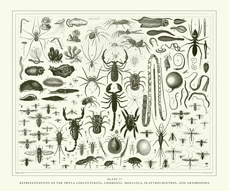 Representatives of the Phyla Coelenterata, Chordata, Mollusca, Platyhelminthes and Arthropoda Engraving Antique Illustration, Published 1851. Source: Original edition from my own archives. Copyright has expired on this artwork. Digitally restored.