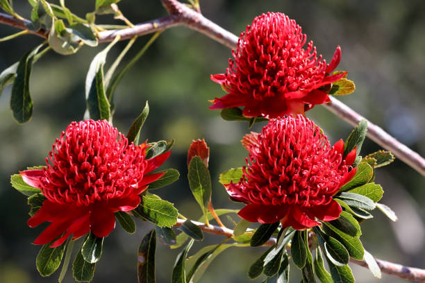 Waratah flower Australian Waratah plant in flower telopea stock pictures, royalty-free photos & images