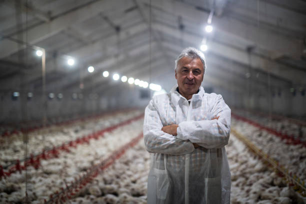 istock Manual workers in chicken farm. 1178230294