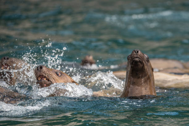 istock Steller Sea Lion 1178231406