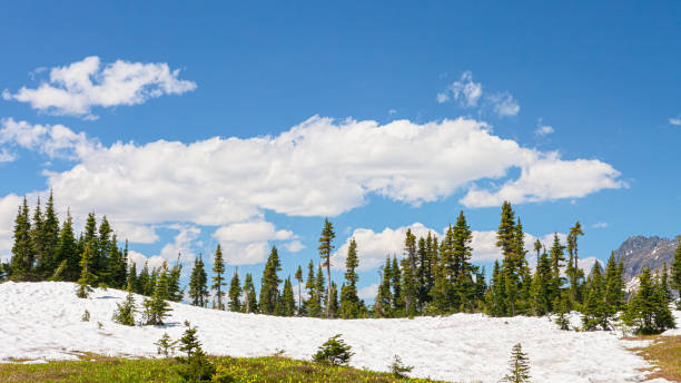 Snow melting on a sunny day in Glacier Park. Evergreen forest trees in background with blue sky and fluffy white clouds above. No people in image.