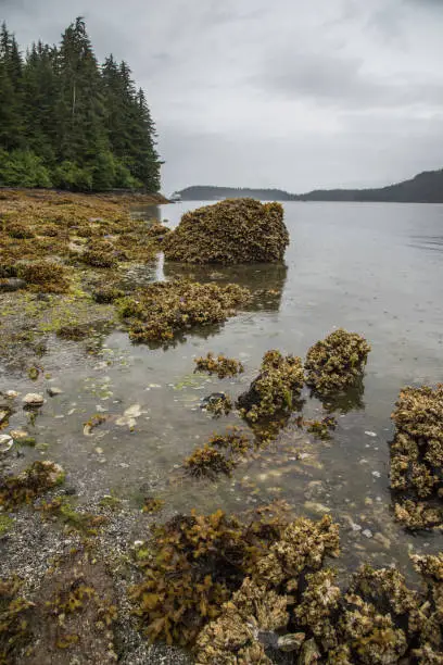 Acorn barnacles, kelp, trees, and the intertidal zone in Southeast Alaska