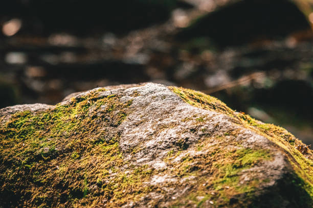 Closeup of a rock