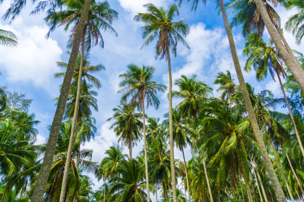 istock Exotic sea beach tropical island with coconut tree vacation 1178233508