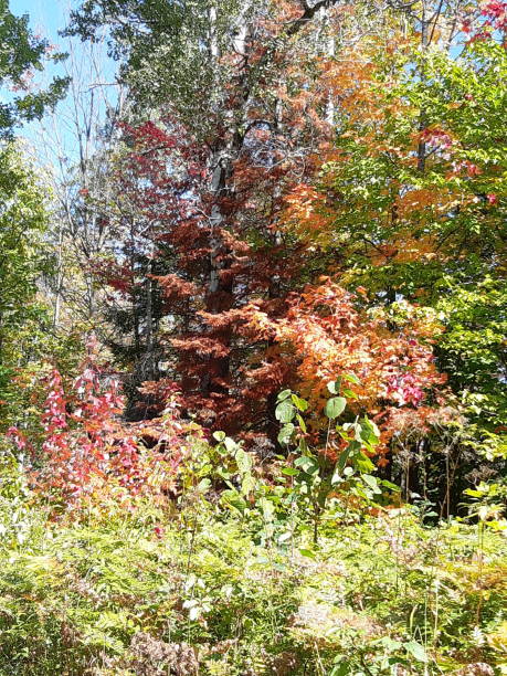 istock The colorful trees of autumn. 1178237245