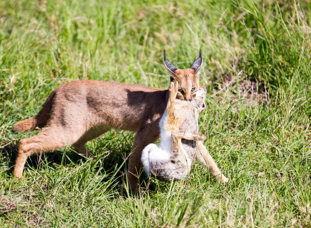 Caracal Kills a Hare A Caracal kills a hare. Taken in Kenya caracal stock pictures, royalty-free photos & images