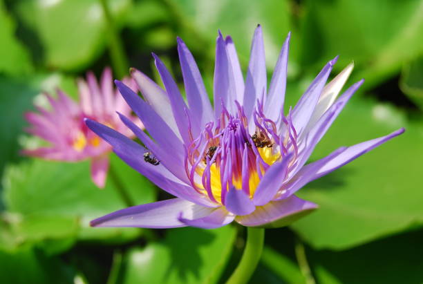 istock The purple lotus flower. 1178239980