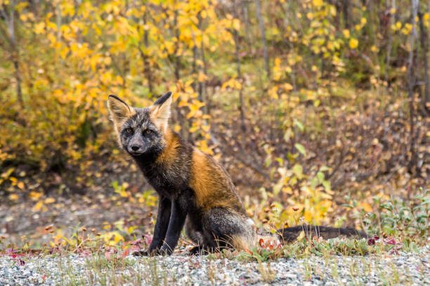 istock Cute little kit fox staring at the camera in the Yukon Territory in Canada 1178239988