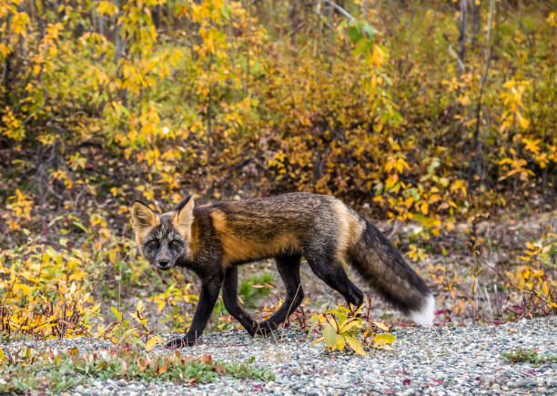 A young sly fox walking among autumn foliage in Canada. He looks to the side mischievously as he passes.