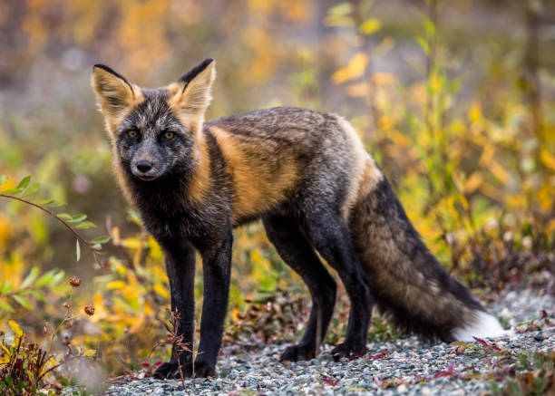 Wild fox looking into the camera. Behind him leaves turn to gold in autumn as the seasons change.