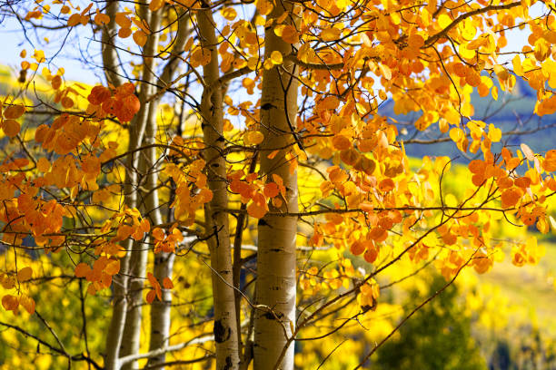 Vibrant Autumn Fall Foliage Vail Colorado - Scenic views during peak colors with aspen trees turning yellow and gold.