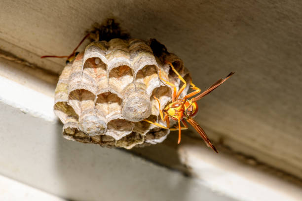 istock Paper Wasp - Polistes exclamans - guarding a nest with eggs and pupa 1178247446