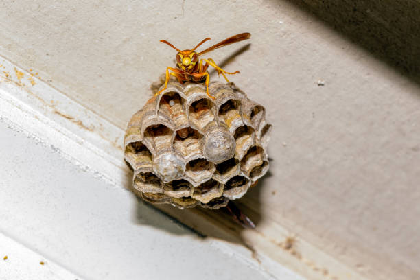 istock Paper Wasp - Polistes exclamans - guarding a nest with eggs and pupa 1178247450