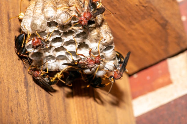 istock Paper Wasp - Polistes exclamans - guarding a nest with eggs and pupa 1178247459