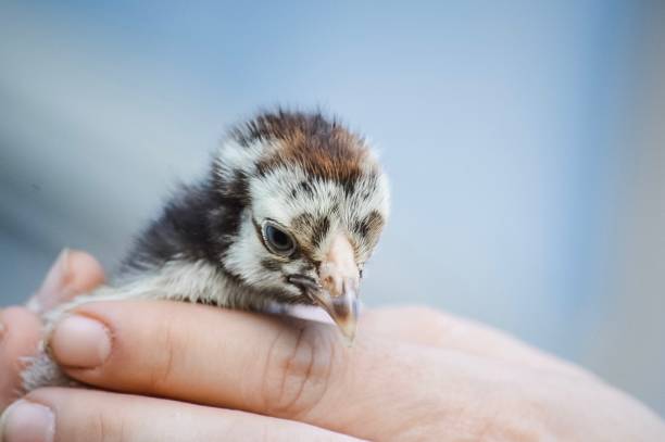 poussin de chéri étant tenu - baby chicken human hand young bird bird photos et images de collection