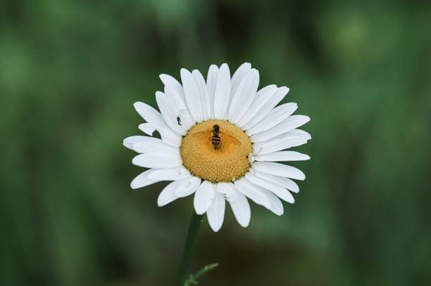 insect on daisy close up - m chamomilla imagens e fotografias de stock