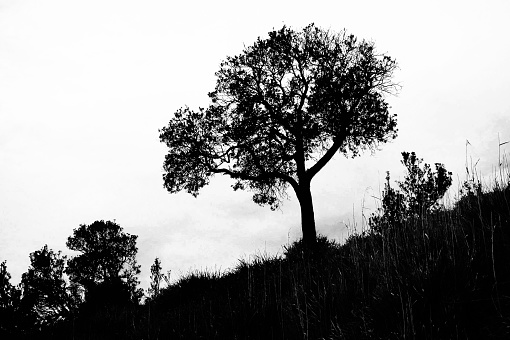 Stark tree on side of hill