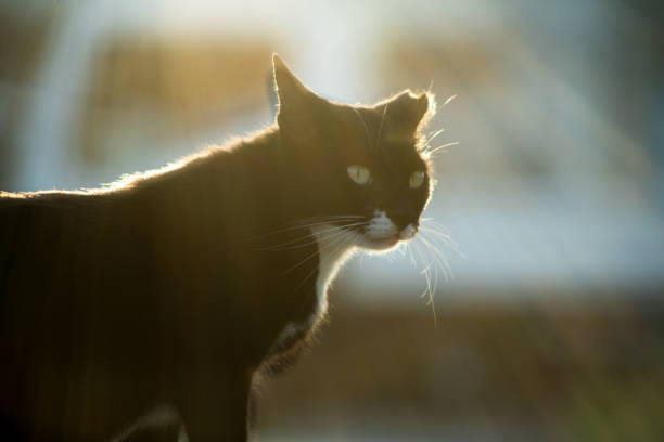 istock Sakura cat saved by animal protection activities 1178252218