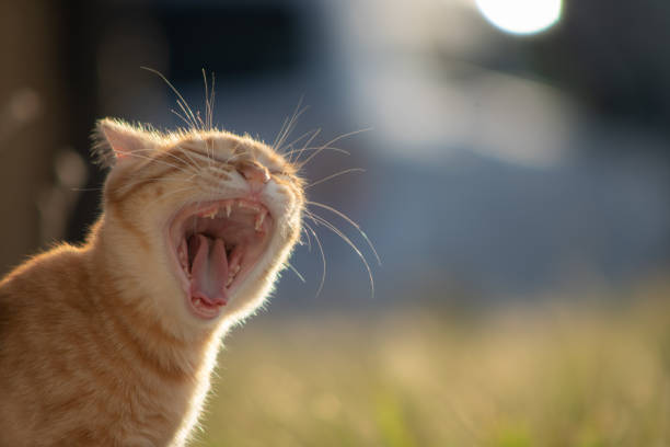 Cute cat under sunshine at park