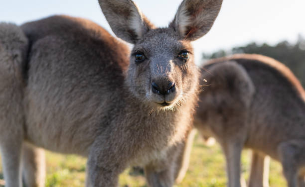 dzikie zwierzę małe dziecko dziecko joey kangur australijski zwierząt filmowe - kangaroo joey marsupial mammal zdjęcia i obrazy z banku zdjęć