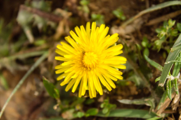 istock Natural Beautiful Yellow Flower Closeup 1178254764