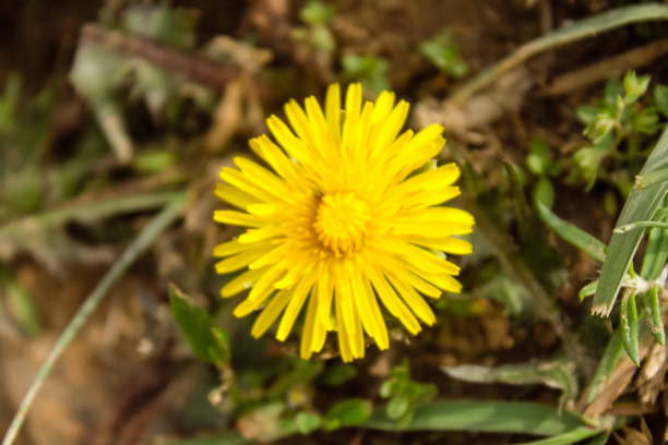 istock Natural Beautiful Yellow Flower Closeup 1178254828