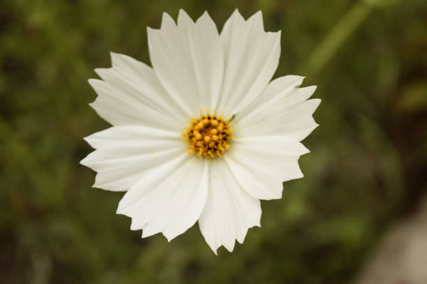 istock Natural Beautiful White Flower Closeup 1178255452