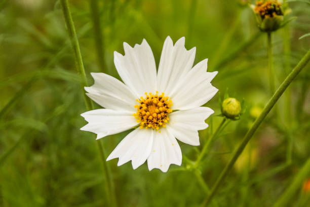 istock Natural Beautiful White Flower Closeup 1178256042