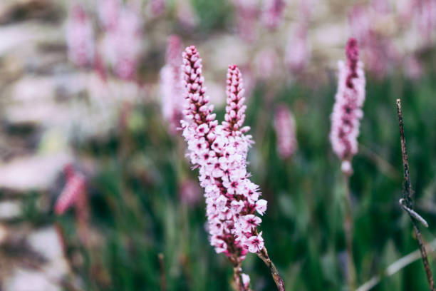 istock Natural Beautiful Flowers Closeup 1178256929