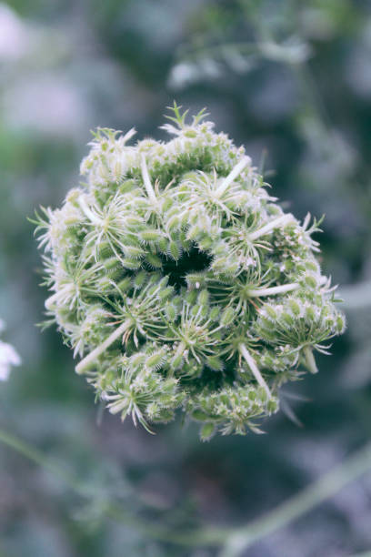 istock Natural Beautiful Green buds Flower Closeup 1178256957
