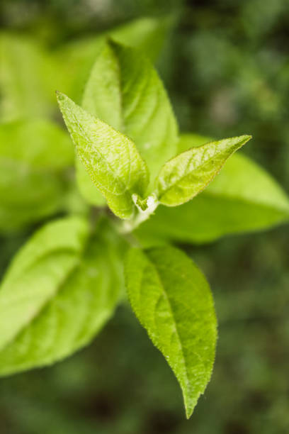 istock Natural Beautiful Green Leaves Closeup 1178257084
