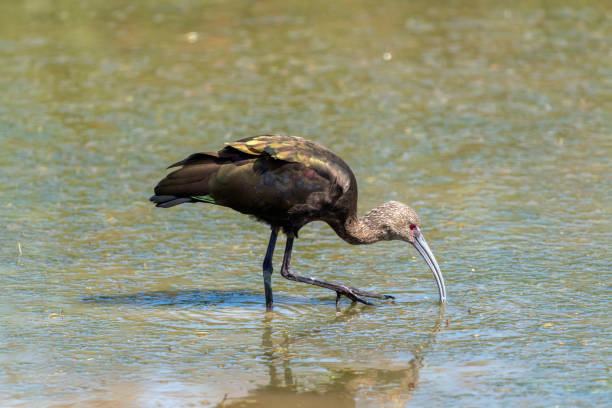 istock White-faced Ibis with Front Foot Raised at the San Jacinto Wildlife Area 1178257298