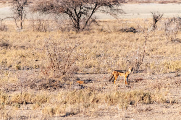 chacal na caça em etosha - scavenger hunt - fotografias e filmes do acervo