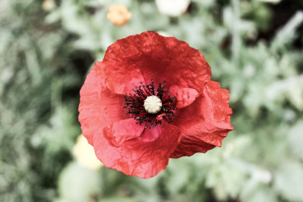 istock Natural Beautiful Red Flower Closeup 1178257347