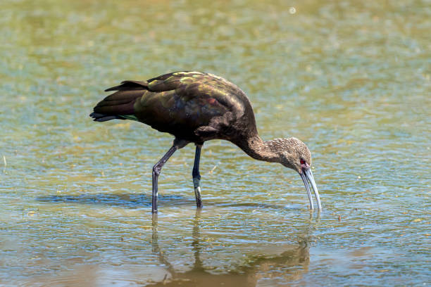 istock White-faced Ibis Scratching Its Neck at the San Jacinto Wildlife Area 1178257413