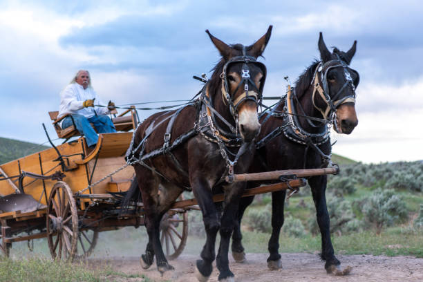 istock Horse carriage Utah 1178258009