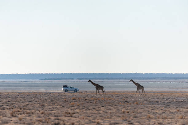istock Giraffes in Etosha National Park 1178258048