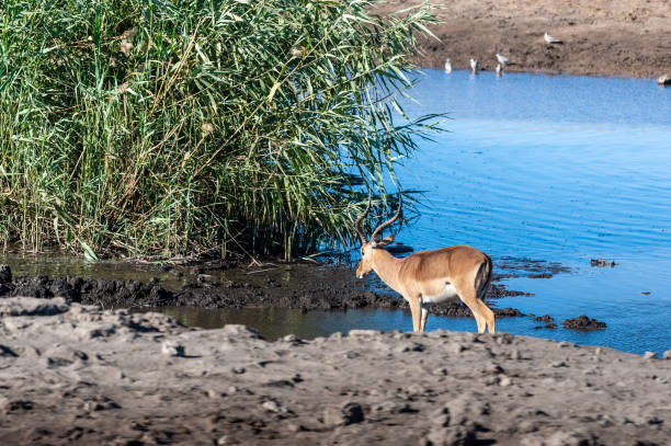 An impala near a waterhole