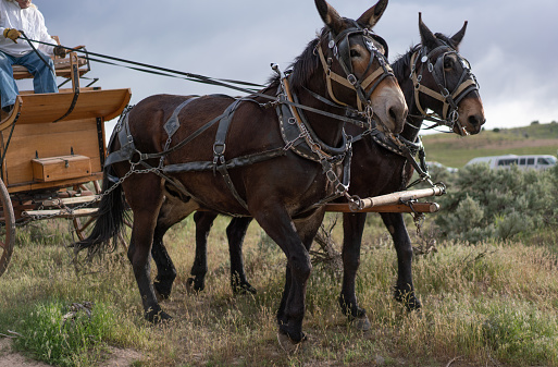 Horse carriage Utah