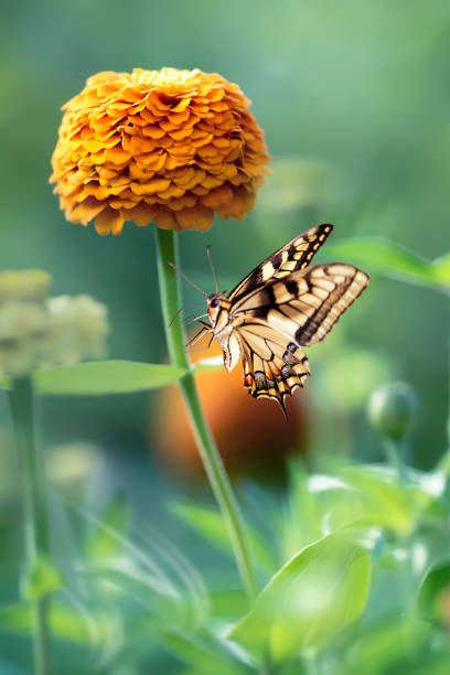 Zinnia is a genus of about 20 species of annual plants of daisy family. Zinnia has a bright, solitary, daisy-like flower-head on a single, erect stem and bloom in a wide variety of colors with large, mixed flowers.The butterfly in the photo is called Indian fritillary butterfly.