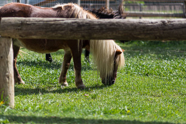 an image of a single white pony