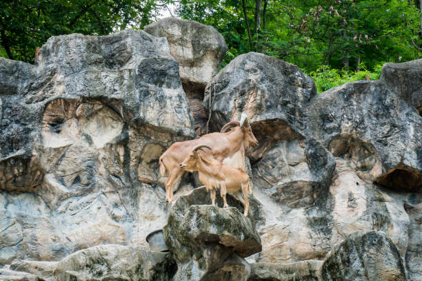 Barbary sheep or mountain goat on the stone rock background. Mal