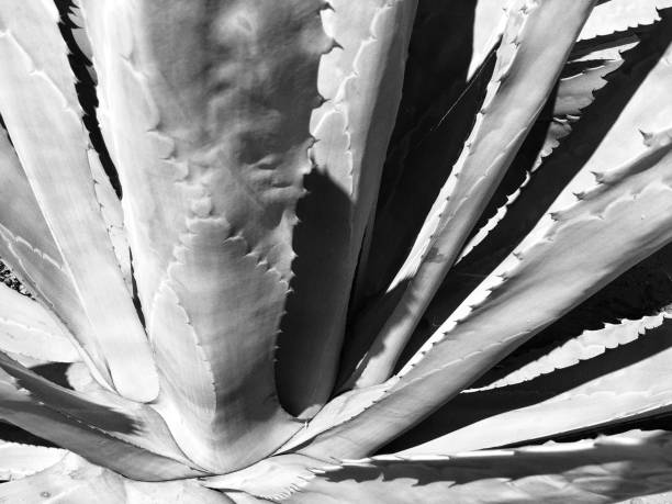 istock Agave plant black and white with shadows 1178260762