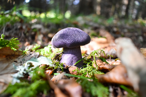 Violet mushroom.