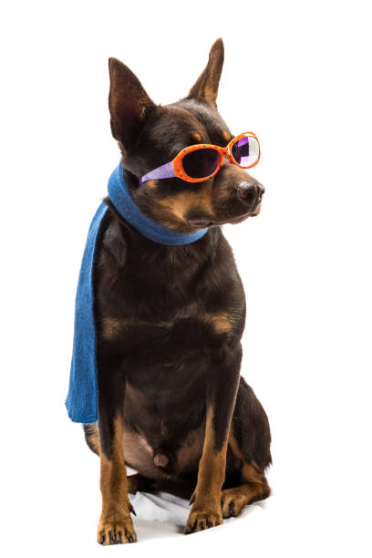 istock kelpie australian dog sitting in sunglasses on a white background 1178264039