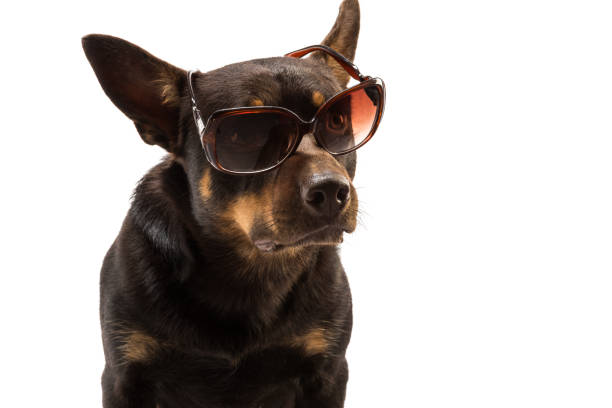istock kelpie australian dog sitting in sunglasses on a white background 1178264061