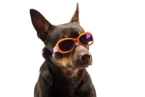 istock kelpie australian dog sitting in sunglasses on a white background 1178264100