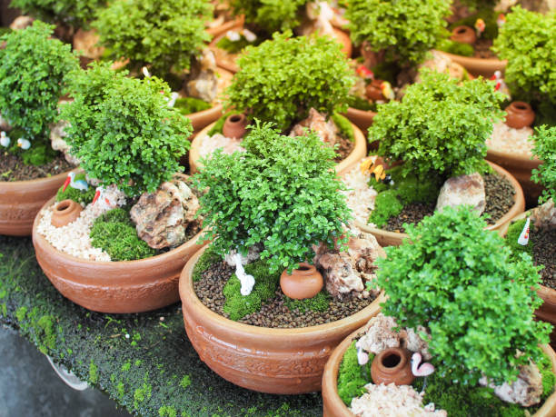istock Beautiful Tiny Bonsai Tree. Tree garden plantations on the Plastic pots. 1178265207